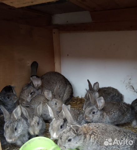 Крольчиха с крольчатами купить на Зозу.ру - фотография № 2