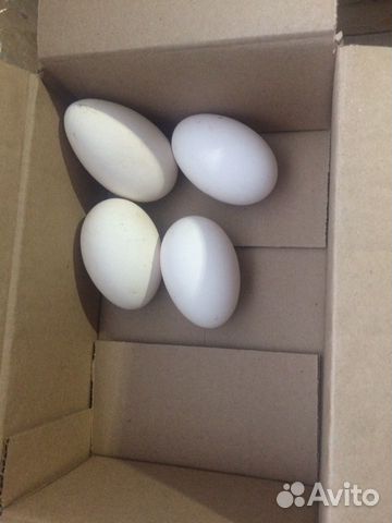 Инкубационное гусиное яйцо Породы Линда купить на Зозу.ру - фотография № 1