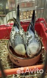 Попугай попугайчики волнистый самец 2шт красавчик купить на Зозу.ру - фотография № 4