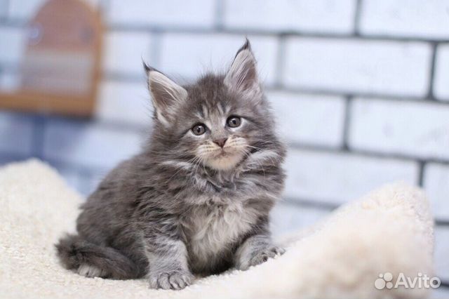 Котик мейн Кун голубой мрамор купить на Зозу.ру - фотография № 1