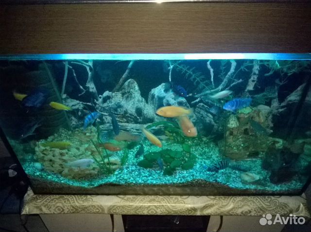 Рыбки моловиские цихлиды Аквариум купить на Зозу.ру - фотография № 1