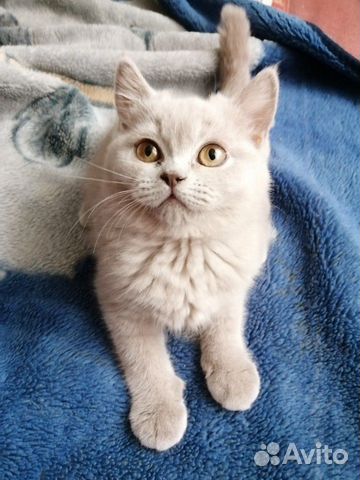 Продам шотландского котёнка девочка, 1000 купить на Зозу.ру - фотография № 1