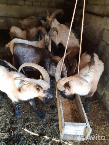 Продам или меняю коз карачаевской породы купить на Зозу.ру - фотография № 5
