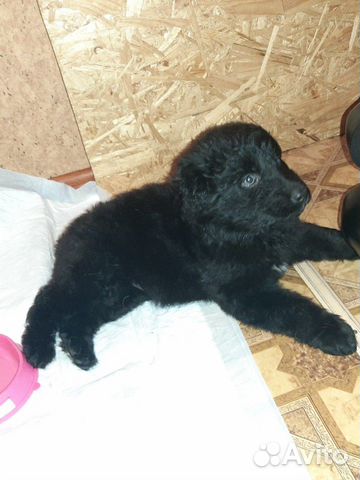 Черный щенок мальчик купить на Зозу.ру - фотография № 2