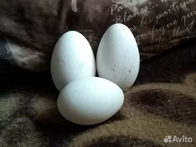 Яйца гусиные на инкубацию купить на Зозу.ру - фотография № 1