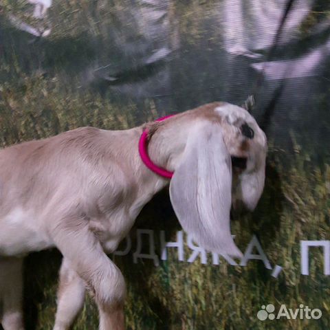 Англо-нубийские козлята купить на Зозу.ру - фотография № 4