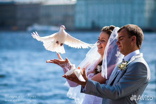 Голуби на свадьбу купить на Зозу.ру - фотография № 8