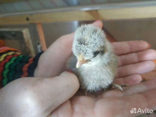 Цыплята домашние купить на Зозу.ру - фотография № 4