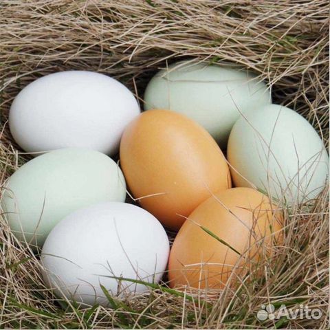 Инкубационное яйцо бресс галльская купить на Зозу.ру - фотография № 1