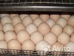 Яйцо инкубационное индейки
