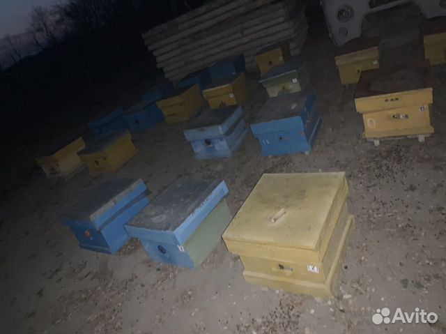 Пчёлы руд (семья) на продажу купить на Зозу.ру - фотография № 3