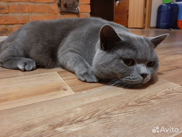 Котик ищет Вислоухую Кошечку купить на Зозу.ру - фотография № 1