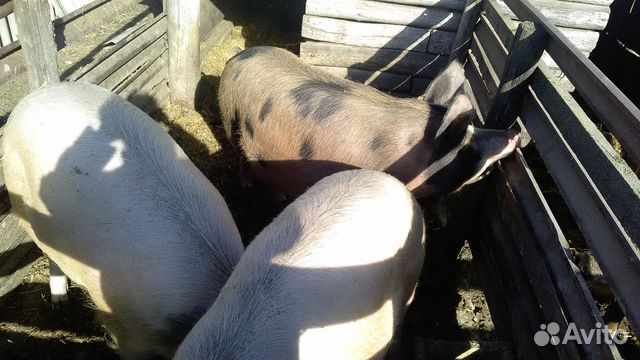 Продам свиней живым весом,кастрированные,кол-во 3 купить на Зозу.ру - фотография № 1