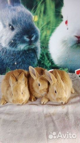 Кролики разных мясных пород купить на Зозу.ру - фотография № 9