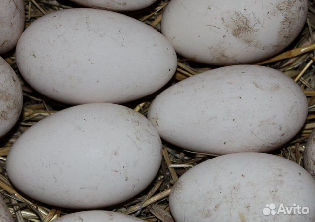 Яйцо для инкубации:гусиные, куриные, утиные, индюш купить на Зозу.ру - фотография № 4