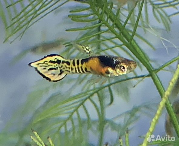 Гуппи Золотой тигр Гуппи Золотой тигр