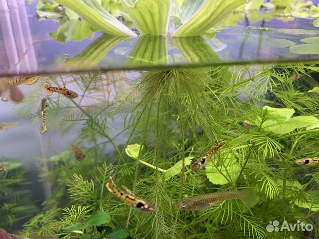 Гуппи Золотой тигр Гуппи Золотой тигр