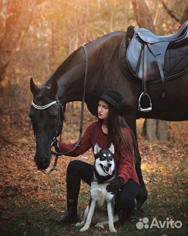 Лошади съёмочные купить на Зозу.ру - фотография № 4