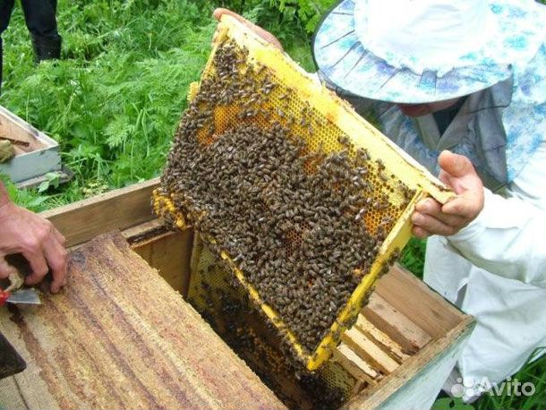 Пчелопакеты "Карпатка" купить на Зозу.ру - фотография № 1