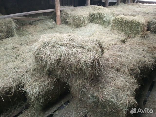 Поросята,свиноматки,боров,сено купить на Зозу.ру - фотография № 4