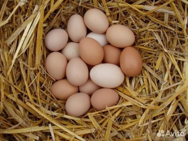 Инкубационное яйцо Австралорп черный купить на Зозу.ру - фотография № 1