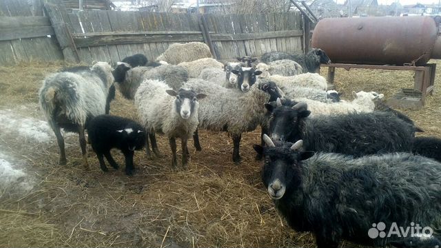 Романовские овцы купить на Зозу.ру - фотография № 4