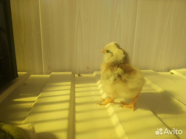 Цыплята яиценоских кур купить на Зозу.ру - фотография № 1