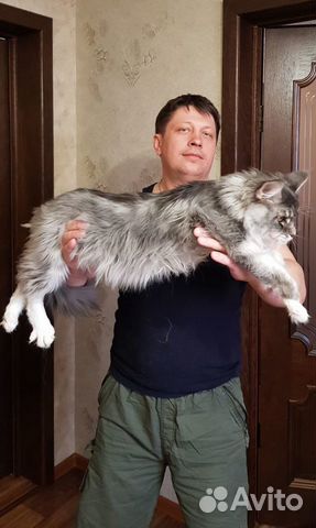 Котята породы Мейн-Кун купить на Зозу.ру - фотография № 3