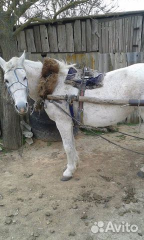 Лошадь «Анфиса» купить на Зозу.ру - фотография № 2