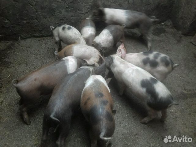 Поросята, Свинки, Хрячки, Свиноматка купить на Зозу.ру - фотография № 1