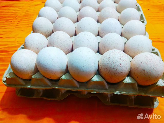 Яйца индейки инкубационные купить на Зозу.ру - фотография № 1