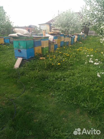 Пчелопакеты, матки купить на Зозу.ру - фотография № 1