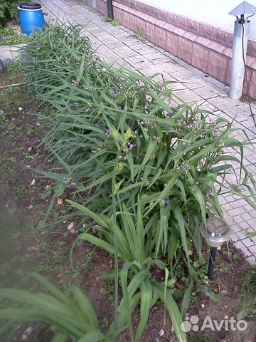 Продаю садовые растения Продаю садовые растения