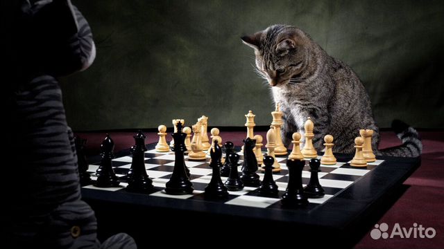 Шахматные книги