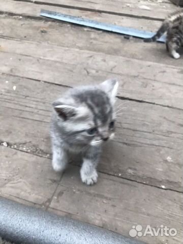 Шотландские котята