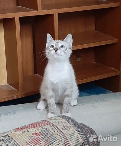 Кошки подростки Кошки подростки