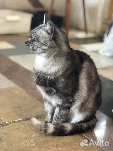 Кошка в дар ищет добрые руки