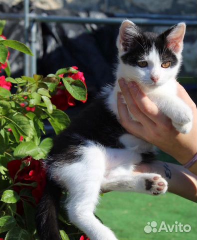 Котёнок Шило в Поиске Семьи Котёнок Шило в Поиске Семьи