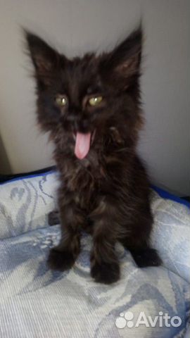 Кошечка Кошечка