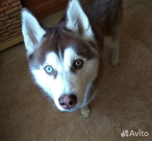 Сибирский хаски вязка