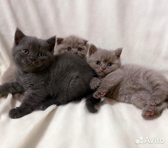 Британская кошка Британская кошка