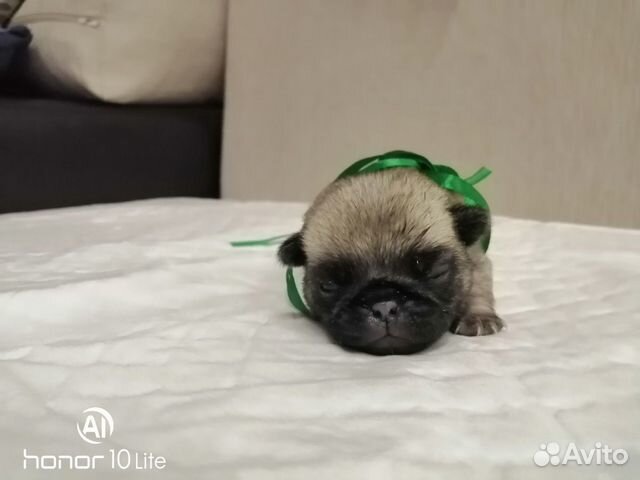 Щенки мопса