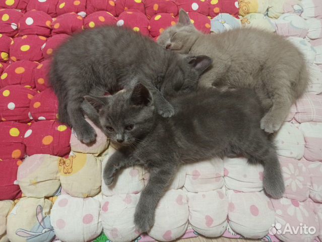 Шотландские котята Шотландские котята