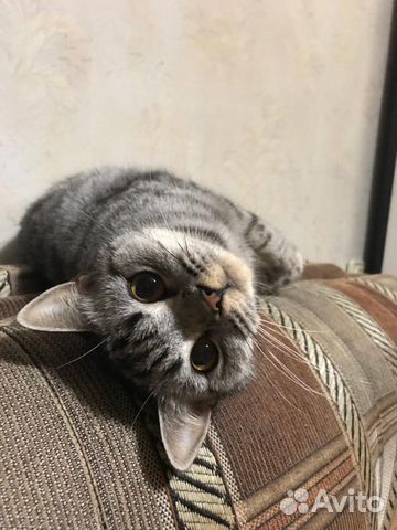 Кошки Кошки