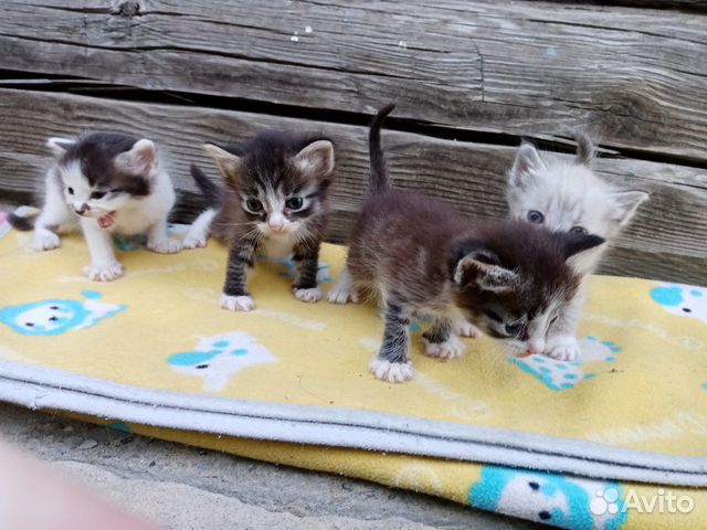 Кошка Кошка
