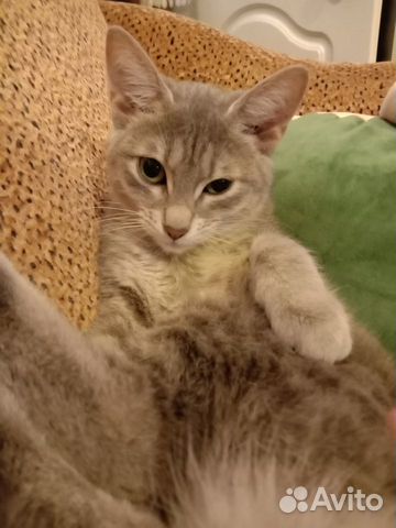 Стерилизованная кошка