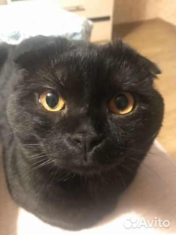Кот вислоухий шотландец Кот вислоухий шотландец