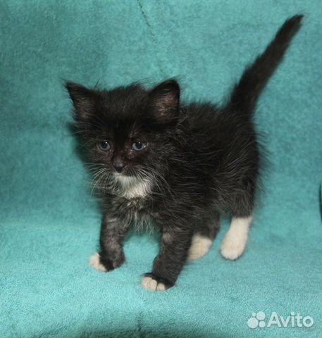 Крошечный котёнок в добрые руки Крошечный котёнок в добрые руки