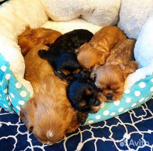 Щенки спаниели Чарли