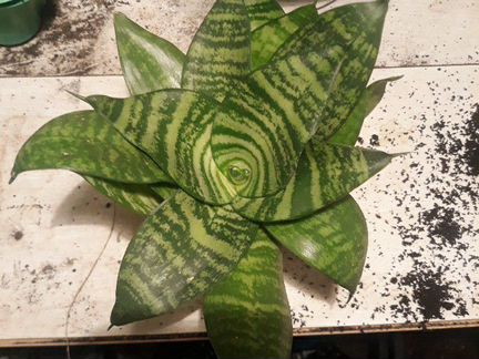 Сансевиерия